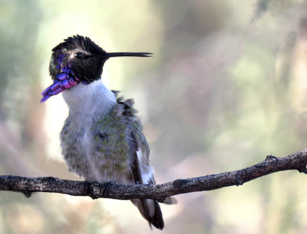 Costa Hummingbird Leans back during preening